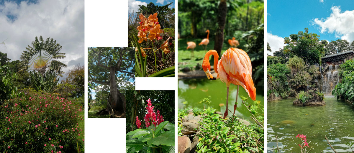 jardin botanique de deshaies maison coluche Guadeloupe îles de Guadeloupe la Désirade Marie-Galante les Saintes Terre de Haut voyager en guadeloupe vacances en guadeloupe plus beaux sites de guadeloupe que voir que faire en guadeloupe caraïbes antilles françaises outremer grande terre basse terre itinéraire best of guadeloupe visiter la guadeloupe