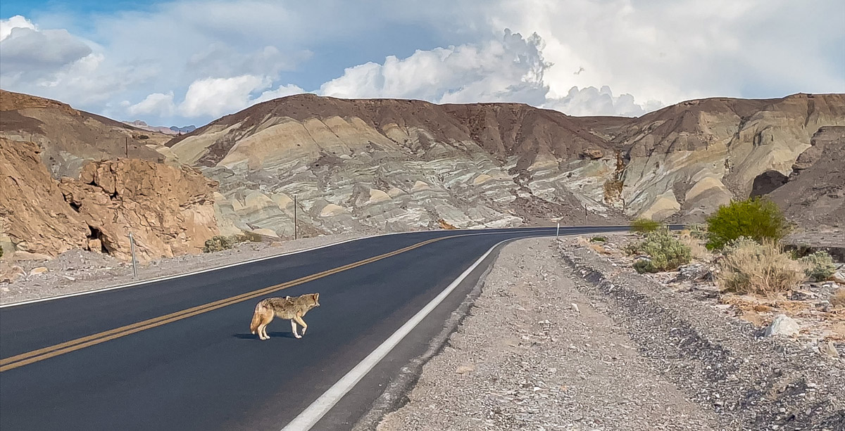 coyote death valley vallée de la mort USA Etats Unis 