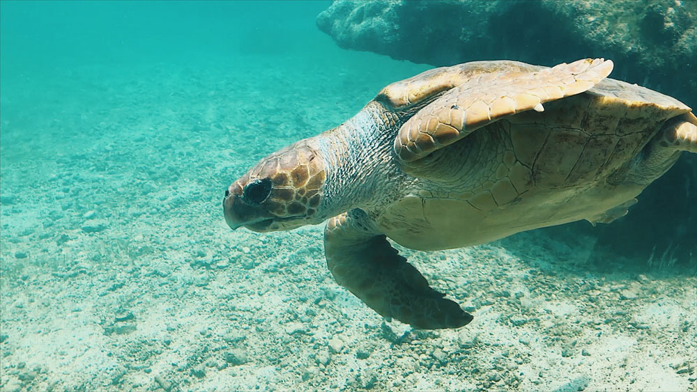 visiter Kelonia la réunion tortues marines centre de secours tortues musée ecologie pollution marine La Réunion île de la réunion voyage à la réunion visiter la réunion volcan le piton de la fournaise cratère commerson pas de bellecombe plaine des sables mars lune lunaire volcan en éruption piton de bert formica leo gîte du volcan bourg murat randonner piton de la fournaise grand brûlé route des laves nager avec les baleines tortues kélonia plus belles plages de la réunion plus beaux spots meilleurs spots plus beaux sites blog voyage vlogtrotter emma vlog trotter blogueuse voyage blogueur voyage que faire que voir à la vacances à la réunion blog voyage travelblog FAQ préparer son voyage organisation organiser son voyage itinéraire 2 semaines à la réunion itinéraire 3 semaines à la réunion 10 jours 12 jours 14 jours  immanquables de la réunion best of la réunion plus beaux sites La Réunion vlog incontournables best of la réunion blog voyage vlogtrotter blogueur voyage roadtrip 