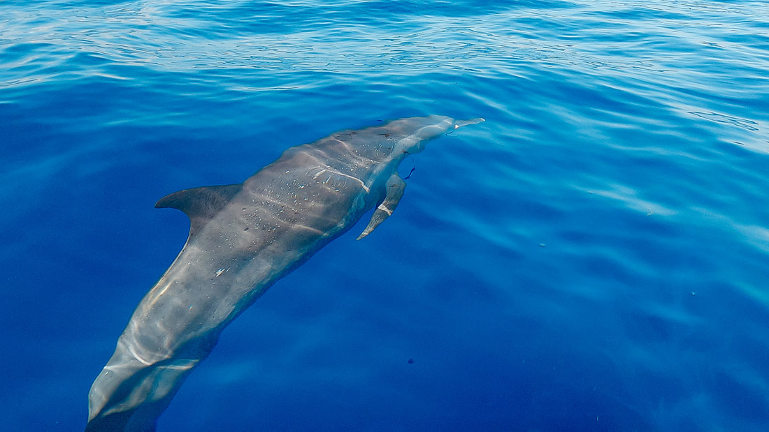 Guadeloupe nager avec les dauphins observer les dauphins observer les baleines nager avec les baleines cachalots îles de guadeloupe sanctuaire agoa caraïbes meilleur prestataire dauphins guadeloupe tarif dauphins guadeloupe Shelltone Whale Project où voir les dauphins martinique blog voyage  