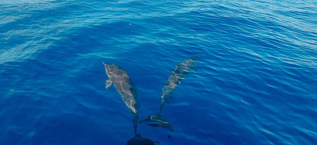 Guadeloupe nager avec les dauphins observer les dauphins observer les baleines nager avec les baleines cachalots îles de guadeloupe sanctuaire agoa caraïbes meilleur prestataire dauphins guadeloupe tarif dauphins guadeloupe Shelltone Whale Project où voir les dauphins martinique blog voyage  