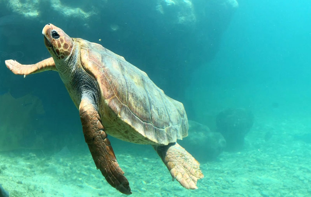 visiter Kelonia la réunion tortues marines centre de secours tortues musée ecologie pollution marine La Réunion île de la réunion voyage à la réunion visiter la réunion volcan le piton de la fournaise cratère commerson pas de bellecombe plaine des sables mars lune lunaire volcan en éruption piton de bert formica leo gîte du volcan bourg murat randonner piton de la fournaise grand brûlé route des laves nager avec les baleines tortues kélonia plus belles plages de la réunion plus beaux spots meilleurs spots plus beaux sites blog voyage vlogtrotter emma vlog trotter blogueuse voyage blogueur voyage que faire que voir à la vacances à la réunion blog voyage travelblog FAQ préparer son voyage organisation organiser son voyage itinéraire 2 semaines à la réunion itinéraire 3 semaines à la réunion 10 jours 12 jours 14 jours  immanquables de la réunion best of la réunion plus beaux sites La Réunion vlog incontournables best of la réunion blog voyage vlogtrotter blogueur voyage roadtrip 