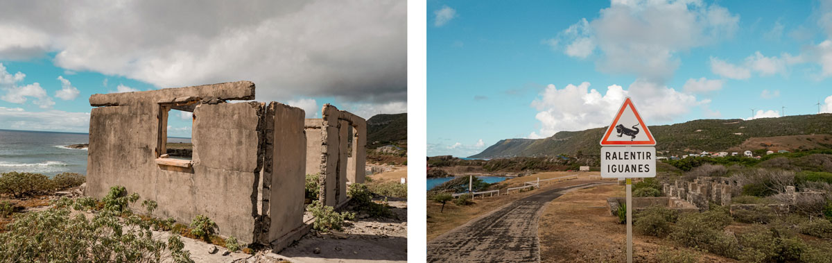 Guadeloupe voyager caraïbes antilles françaises France île de La Désirade voyager en guadeloupe martinique blog voyage itinéraires conseils plus beaux sites best of que voir ? que faire ? iguanes des petites antilles ancienne cotonnerie où voir les iguanes