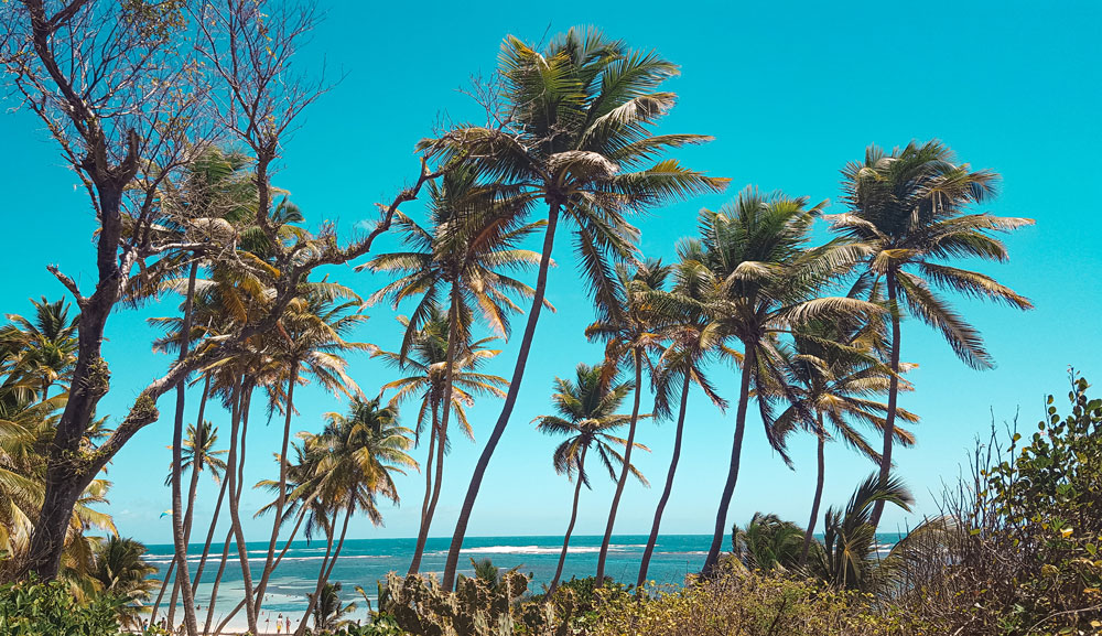 anses d'arlet anse noire dufour tortues nager avec les tortues voyage martinique visiter la martinique itinéraire plus belles plages de martinique guadeloupe antilles caraïbes 2 semaines en martinique vlog blog voyage anse michel salines anses d'arlet dufour anse couleuvre antilles françaises Martinique voyage en martinique visiter la martinique nager avec les tortues tortue tortues martinique madinina plus belles plages de martinique salines anse michel grande anse anse noire anse dufour anses d’arlet pointe marin anse figuier anse couleuvre plus beaux spots meilleurs spots de snorkeling  plus beaux sites snorkeling martinique blog voyage vlogtrotter emma vlog trotter blogueuse voyage blogueur voyage pmt poissons plongée que faire que voir en martinique sous-marin sous marin corail guadeloupe vacances en martinique blog voyage travelblog FAQ préparer son voyage organisation organiser son voyage itinéraire 2 semaines en martinique itinéraire 3 semaines en martinique 10 jours 12 jours 14 jours  immanquables de martinique best of martinique plus beaux sites Martinique vlog martinique que faire que voir en martinique incontournables best of martinique blog voyage vlogtrotter blogueur voyage guadeloupe antilles caraîbes tortues nager avec les tortues plages paradisiaques roadtrip martinique île aux fleurs jardin balata le carbet voyage martinique visiter la martinique itinéraire plus belles plages de martinique guadeloupe antilles caraïbes 2 semaines en martinique vlog blog voyage 
