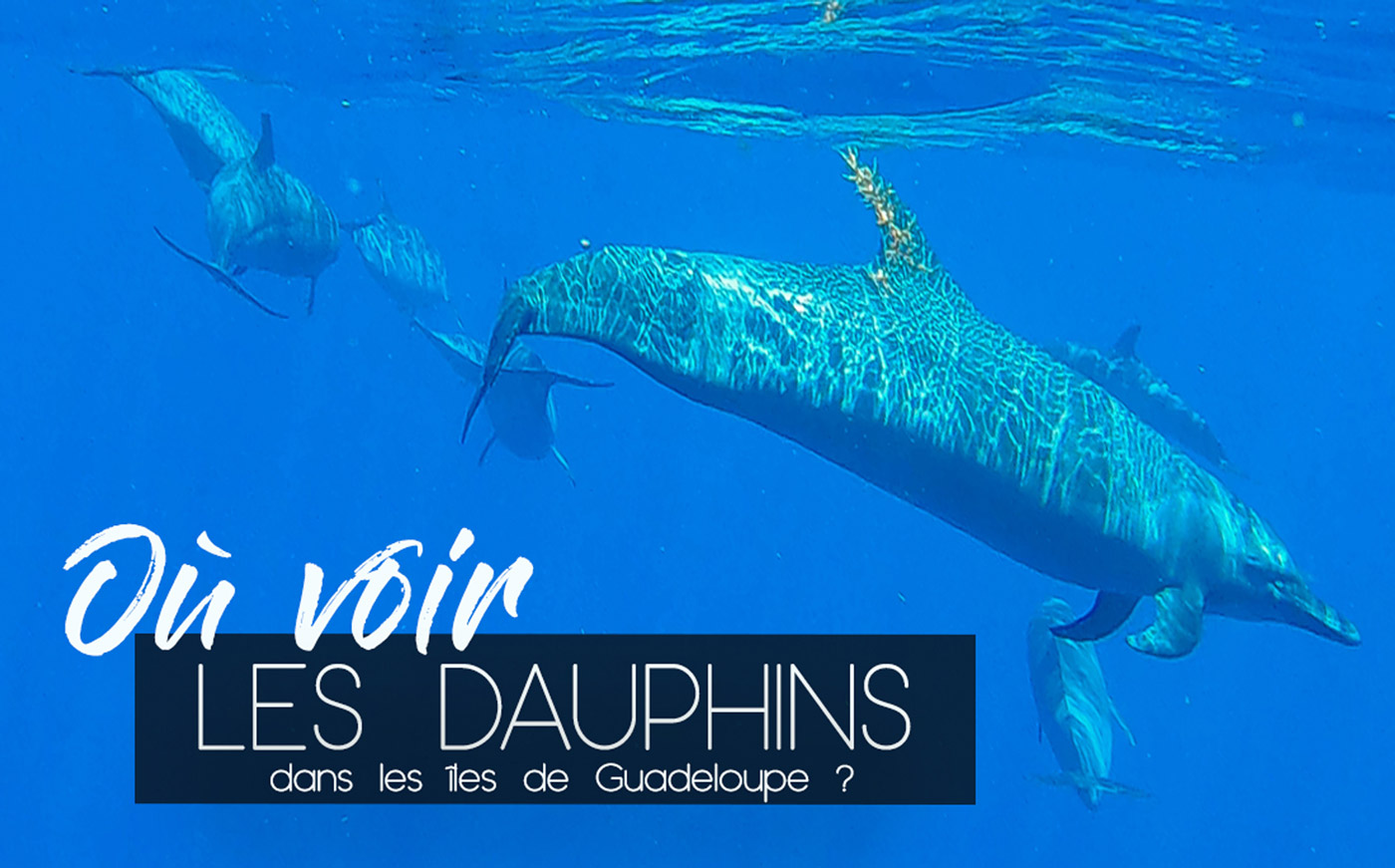 Guadeloupe nager avec les dauphins observer les dauphins observer les baleines nager avec les baleines cachalots îles de guadeloupe sanctuaire agoa caraïbes meilleur prestataire dauphins guadeloupe tarif dauphins guadeloupe Shelltone Whale Project où voir les dauphins martinique blog voyage  