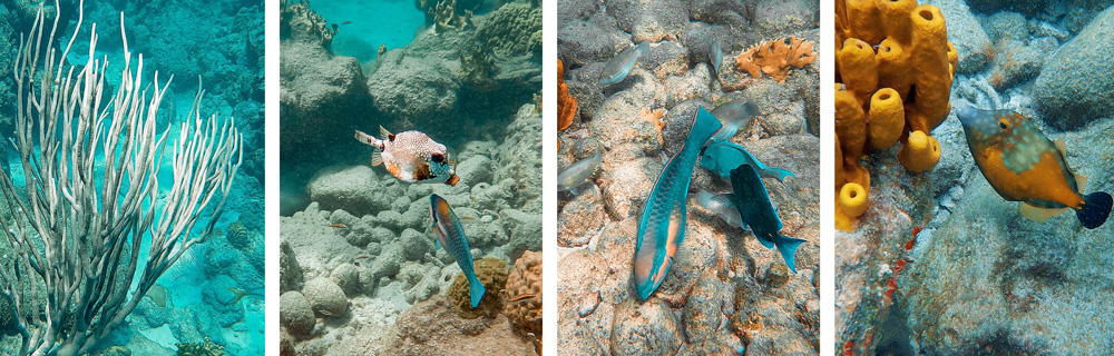 réserve cousteau ilets pigeons malendure bouillante Guadeloupe îles de Guadeloupe la Désirade Marie-Galante les Saintes Terre de Haut voyager en guadeloupe vacances en guadeloupe plus beaux sites de guadeloupe que voir que faire en guadeloupe caraïbes antilles françaises outremer grande terre basse terre itinéraire best of guadeloupe visiter la guadeloupe diodon perroquet