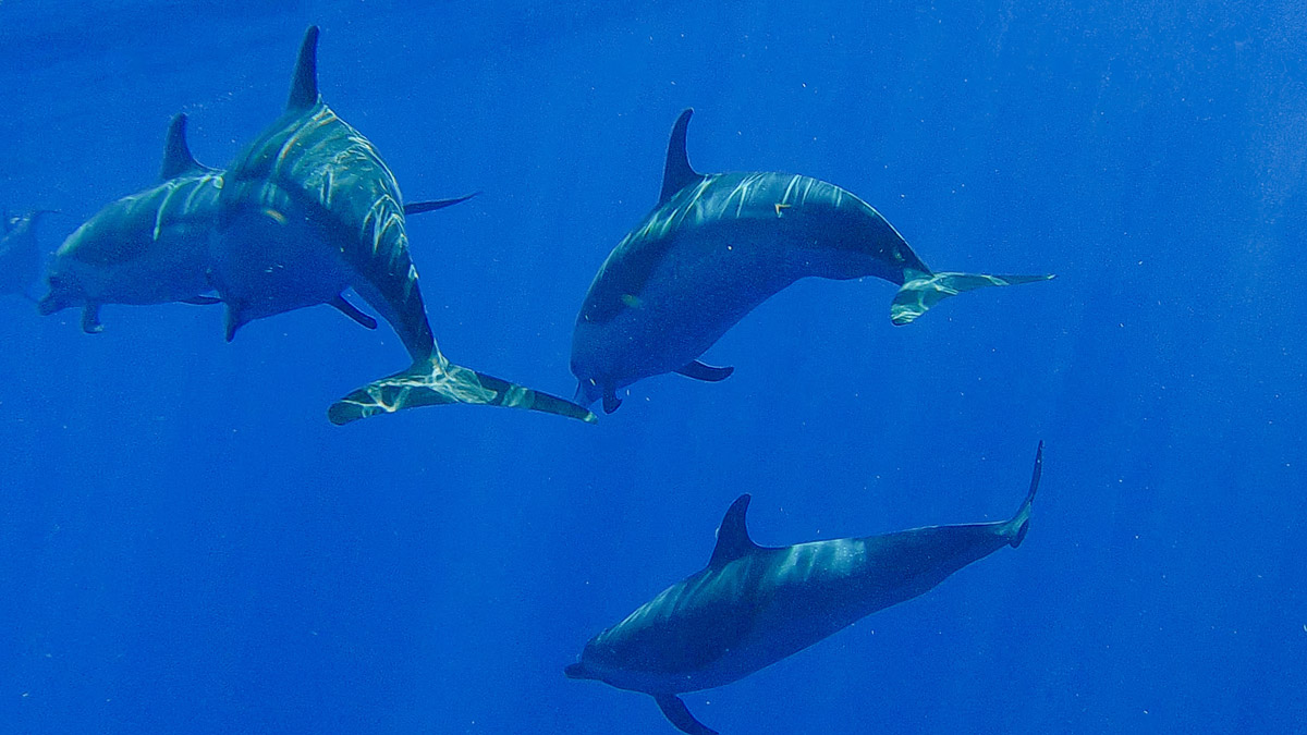 Guadeloupe nager avec les dauphins observer les dauphins observer les baleines nager avec les baleines cachalots îles de guadeloupe sanctuaire agoa caraïbes meilleur prestataire dauphins guadeloupe tarif dauphins guadeloupe Shelltone Whale Project où voir les dauphins martinique blog voyage  