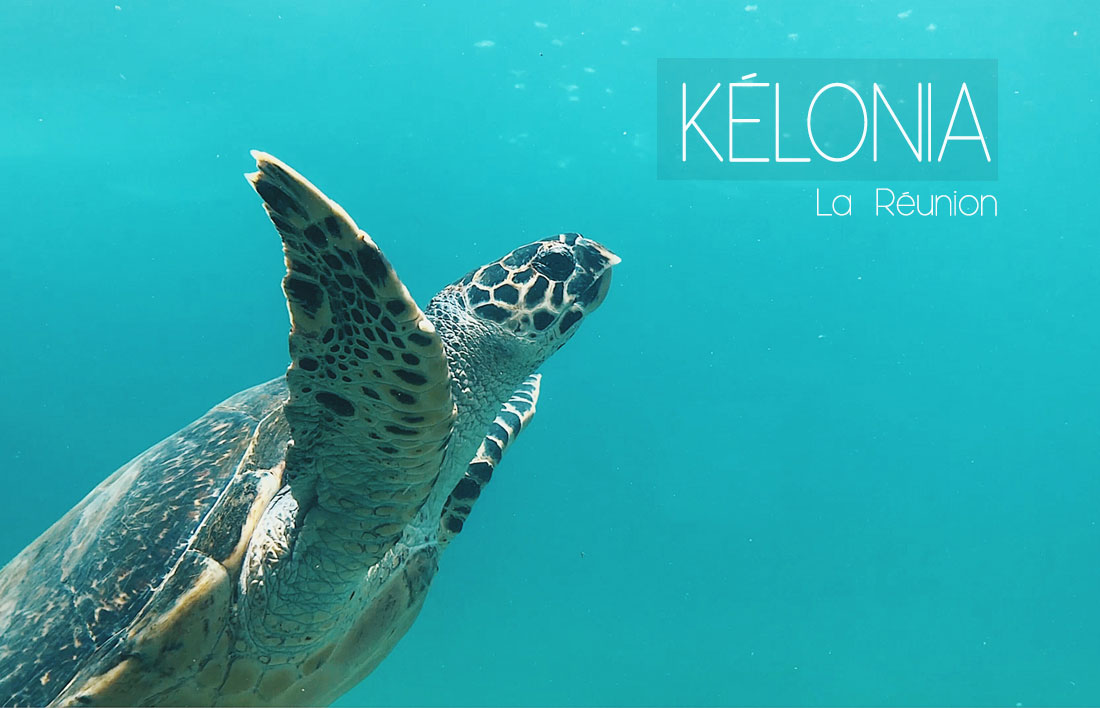 visiter Kelonia la réunion tortues marines centre de secours tortues musée ecologie pollution marine La Réunion île de la réunion voyage à la réunion visiter la réunion volcan le piton de la fournaise cratère commerson pas de bellecombe plaine des sables mars lune lunaire volcan en éruption piton de bert formica leo gîte du volcan bourg murat randonner piton de la fournaise grand brûlé route des laves nager avec les baleines tortues kélonia plus belles plages de la réunion plus beaux spots meilleurs spots plus beaux sites blog voyage vlogtrotter emma vlog trotter blogueuse voyage blogueur voyage que faire que voir à la vacances à la réunion blog voyage travelblog FAQ préparer son voyage organisation organiser son voyage itinéraire 2 semaines à la réunion itinéraire 3 semaines à la réunion 10 jours 12 jours 14 jours  immanquables de la réunion best of la réunion plus beaux sites La Réunion vlog incontournables best of la réunion blog voyage vlogtrotter blogueur voyage roadtrip 