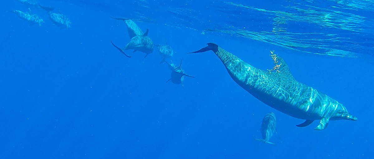 Guadeloupe nager avec les dauphins observer les dauphins observer les baleines nager avec les baleines cachalots îles de guadeloupe sanctuaire agoa caraïbes meilleur prestataire dauphins guadeloupe tarif dauphins guadeloupe Shelltone Whale Project où voir les dauphins martinique blog voyage  