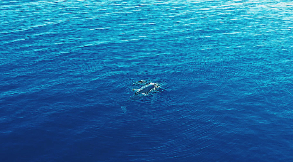 La réunion voyager à la réunion visiter la réunion que voir que faire à la réunion plus beaux spots baleines à bosse nager avec les baleines à la réunion sécurité requins baleines dauphins la réunion duocéan bato peï saint-gilles les bains le piton de la fournaise volcan kélonia tortues marines nager avec les baleines blog voyage blogueuse voyage emma gattuso les imitatueurs reportages vlogs vlog baleines plonger baleines 