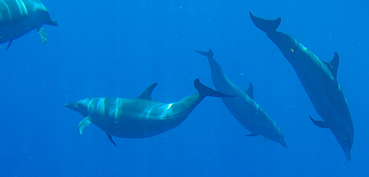 Guadeloupe nager avec les dauphins observer les dauphins observer les baleines nager avec les baleines cachalots îles de guadeloupe sanctuaire agoa caraïbes meilleur prestataire dauphins guadeloupe tarif dauphins guadeloupe Shelltone Whale Project où voir les dauphins martinique blog voyage  