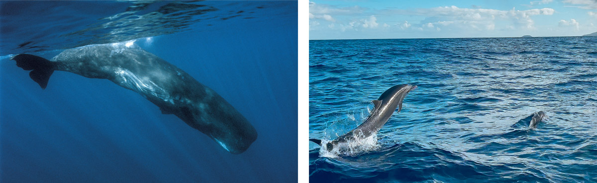 Guadeloupe nager avec les dauphins observer les dauphins observer les baleines nager avec les baleines cachalots îles de guadeloupe sanctuaire agoa caraïbes meilleur prestataire dauphins guadeloupe tarif dauphins guadeloupe Shelltone Whale Project où voir les dauphins martinique blog voyage  