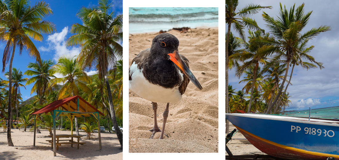 Guadeloupe voyager caraïbes antilles françaises France île de La Désirade voyager en guadeloupe martinique blog voyage itinéraires conseils plus beaux sites best of que voir ? que faire ? Le Souffleur plage lagon plus belle plage de la désirade huitrier marin