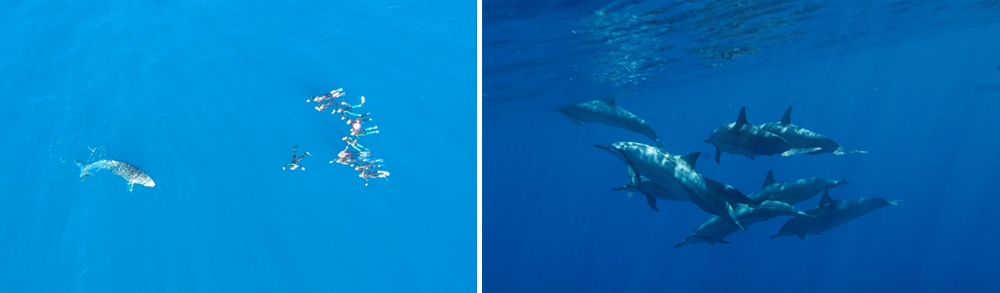 La réunion voyager à la réunion visiter la réunion que voir que faire à la réunion plus beaux spots baleines à bosse nager avec les baleines à la réunion sécurité requins baleines dauphins la réunion duocéan bato peï saint-gilles les bains le piton de la fournaise volcan kélonia tortues marines nager avec les baleines blog voyage blogueuse voyage emma gattuso les imitatueurs reportages vlogs vlog baleines plonger baleines 