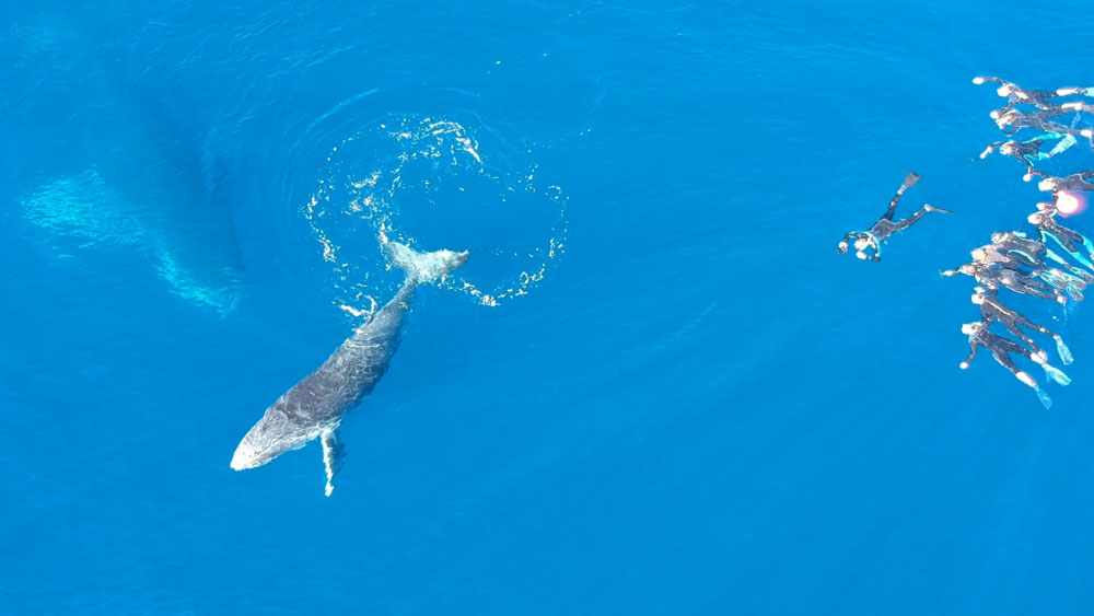 Emma Vlog Trotter, NAGER avec les BALEINES À BOSSE