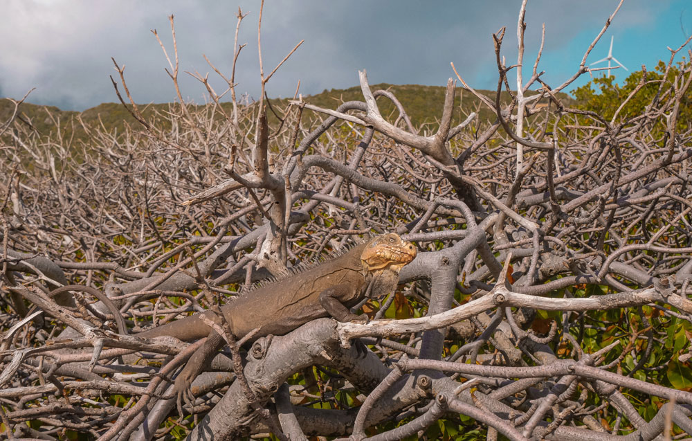 Guadeloupe voyager caraïbes antilles françaises France île de La Désirade voyager en guadeloupe martinique blog voyage itinéraires conseils plus beaux sites best of que voir ? que faire ? iguanes des petites antilles ancienne cotonnerie où voir les iguanes