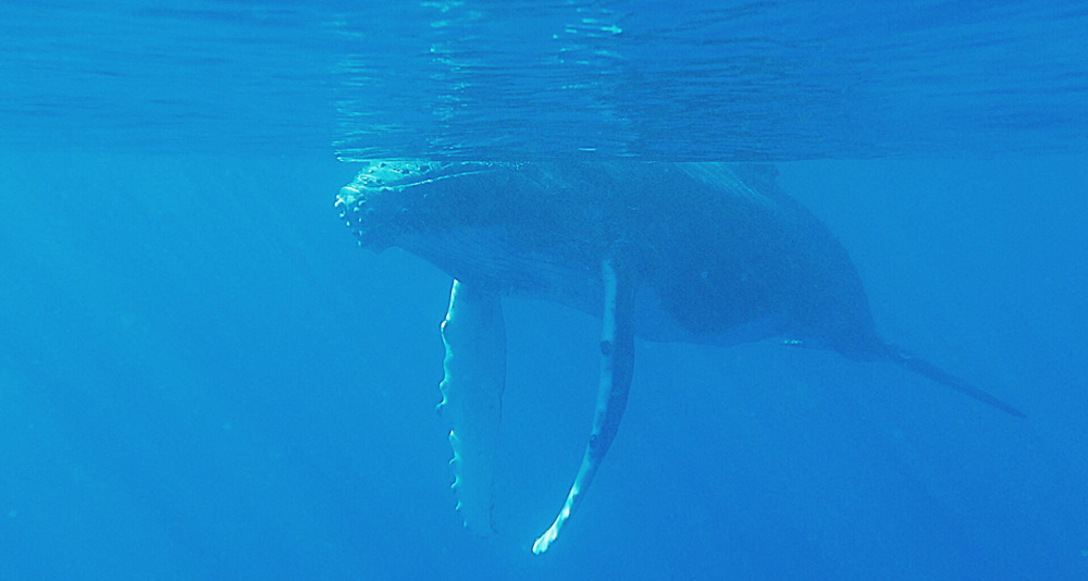 La réunion voyager à la réunion visiter la réunion que voir que faire à la réunion plus beaux spots baleines à bosse nager avec les baleines à la réunion sécurité requins baleines dauphins la réunion duocéan bato peï saint-gilles les bains le piton de la fournaise volcan kélonia tortues marines nager avec les baleines blog voyage blogueuse voyage emma gattuso les imitatueurs reportages vlogs vlog baleines plonger baleines 