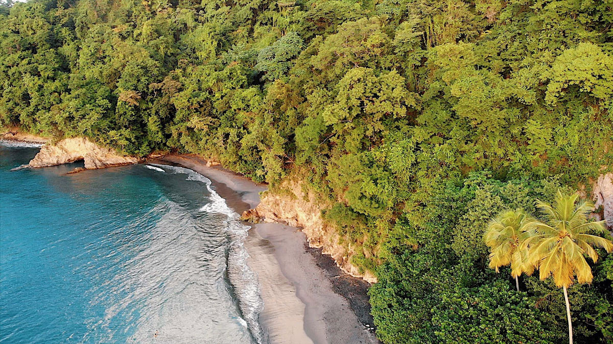 antilles françaises grand riviere tante arlette anse couleuvre distillerie JM macouba Martinique voyage en martinique visiter la martinique nager avec les tortues tortue tortues martinique madinina plus belles plages de martinique plus beaux spots meilleurs spots de snorkeling  plus beaux sites snorkeling martinique blog voyage vlogtrotter emma vlog trotter blogueuse voyage blogueur voyage pmt poissons plongée que faire que voir en martinique sous-marin sous marin corail guadeloupe vacances en martinique blog voyage travelblog FAQ préparer son voyage organisation organiser son voyage itinéraire 2 semaines en martinique itinéraire 3 semaines en martinique 10 jours 12 jours 14 jours  immanquables de martinique best of martinique plus beaux sites Martinique vlog martinique que faire que voir en martinique incontournables best of martinique blog voyage vlogtrotter blogueur voyage guadeloupe antilles caraîbes tortues nager avec les tortues plages paradisiaques roadtrip martinique île aux fleurs jardin balata le carbet