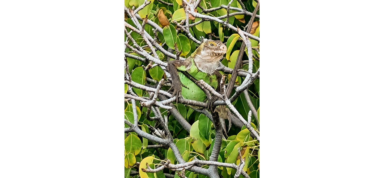 Guadeloupe voyager caraïbes antilles françaises France île de La Désirade voyager en guadeloupe martinique blog voyage itinéraires conseils plus beaux sites best of que voir ? que faire ? iguanes des petites antilles ancienne cotonnerie où voir les iguanes