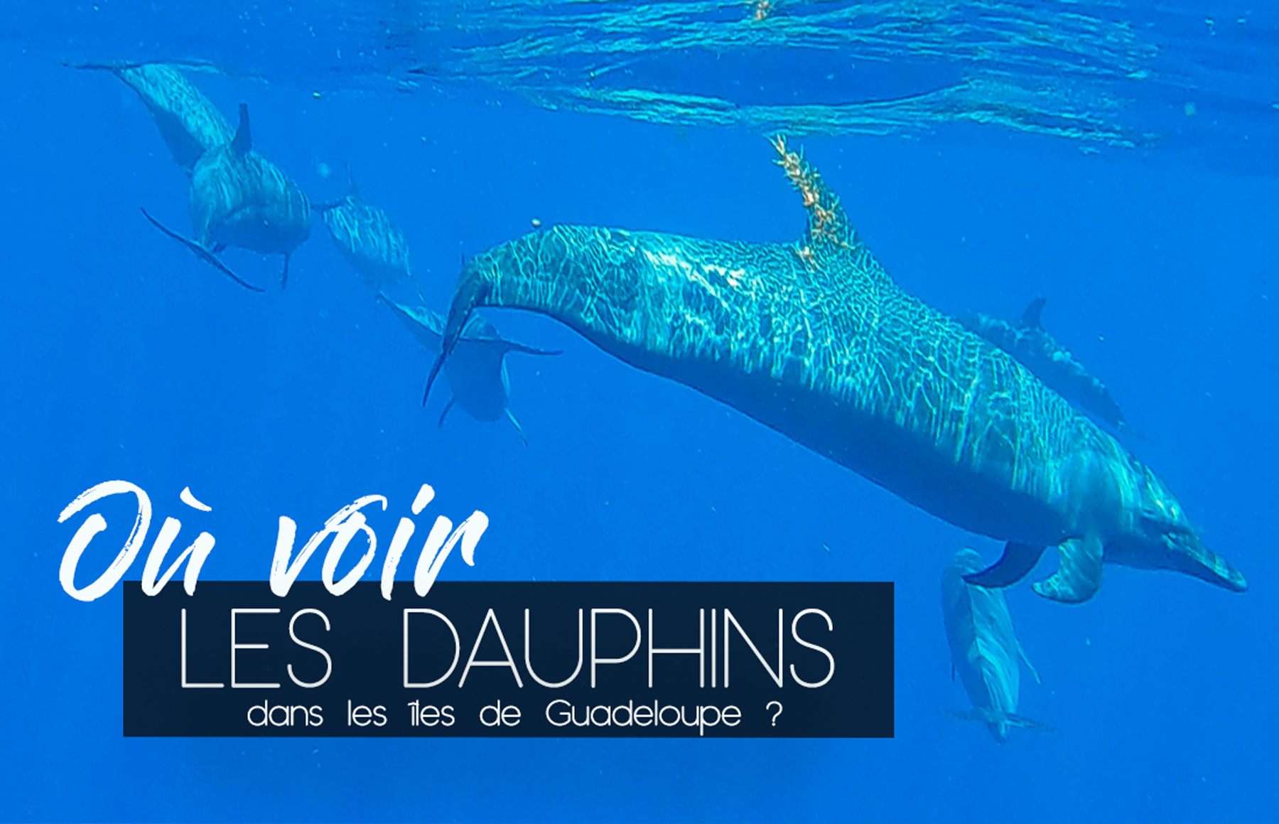 Guadeloupe nager avec les dauphins observer les dauphins observer les baleines nager avec les baleines cachalots îles de guadeloupe sanctuaire agoa caraïbes meilleur prestataire dauphins guadeloupe tarif dauphins guadeloupe Shelltone Whale Project où voir les dauphins martinique blog voyage  