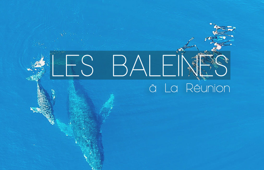 La réunion voyager à la réunion visiter la réunion que voir que faire à la réunion plus beaux spots baleines à bosse nager avec les baleines à la réunion sécurité requins baleines dauphins la réunion duocéan bato peï saint-gilles les bains le piton de la fournaise volcan kélonia tortues marines nager avec les baleines blog voyage blogueuse voyage emma gattuso les imitatueurs reportages vlogs vlog baleines plonger baleines 