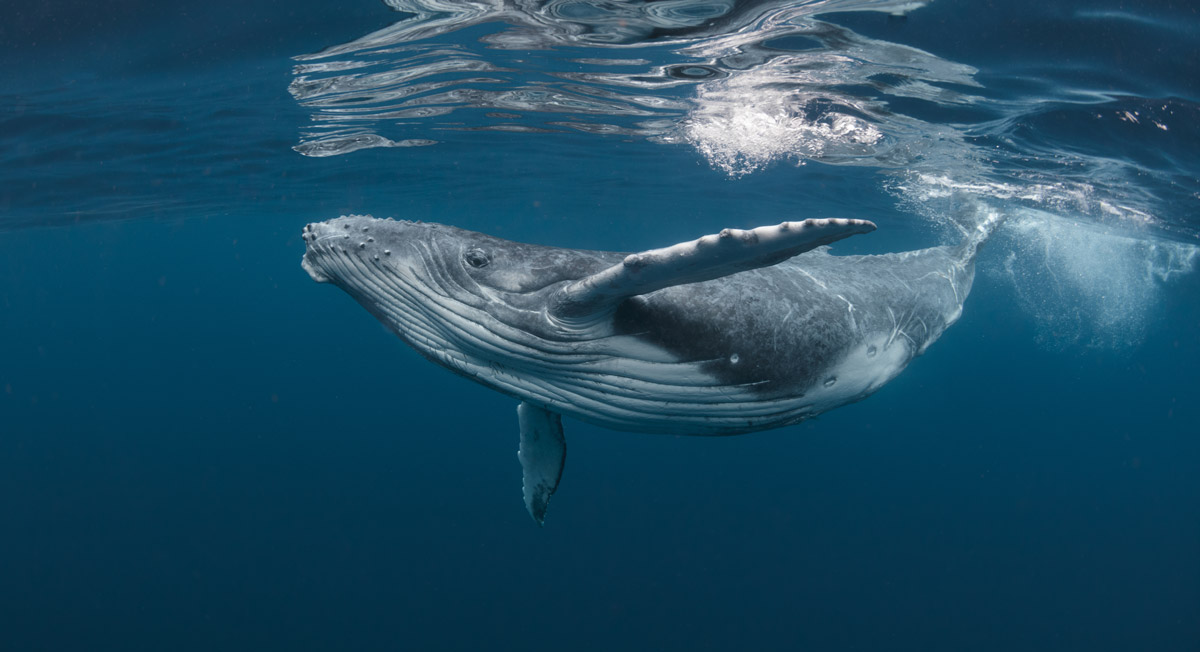 Guadeloupe nager avec les dauphins observer les dauphins observer les baleines nager avec les baleines cachalots îles de guadeloupe sanctuaire agoa caraïbes meilleur prestataire dauphins guadeloupe tarif dauphins guadeloupe Shelltone Whale Project où voir les dauphins martinique blog voyage  