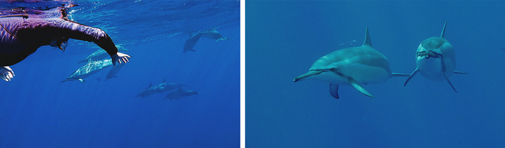 La réunion voyager à la réunion visiter la réunion que voir que faire à la réunion plus beaux spots baleines à bosse nager avec les baleines à la réunion sécurité requins baleines dauphins la réunion duocéan bato peï saint-gilles les bains le piton de la fournaise volcan kélonia tortues marines nager avec les baleines blog voyage blogueuse voyage emma gattuso les imitatueurs reportages vlogs vlog baleines plonger baleines 