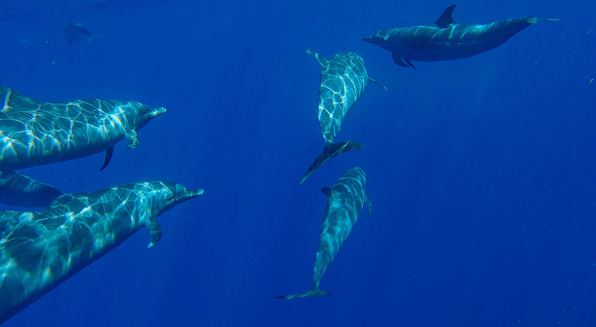 Guadeloupe nager avec les dauphins observer les dauphins observer les baleines nager avec les baleines cachalots îles de guadeloupe sanctuaire agoa caraïbes meilleur prestataire dauphins guadeloupe tarif dauphins guadeloupe Shelltone Whale Project où voir les dauphins martinique blog voyage  