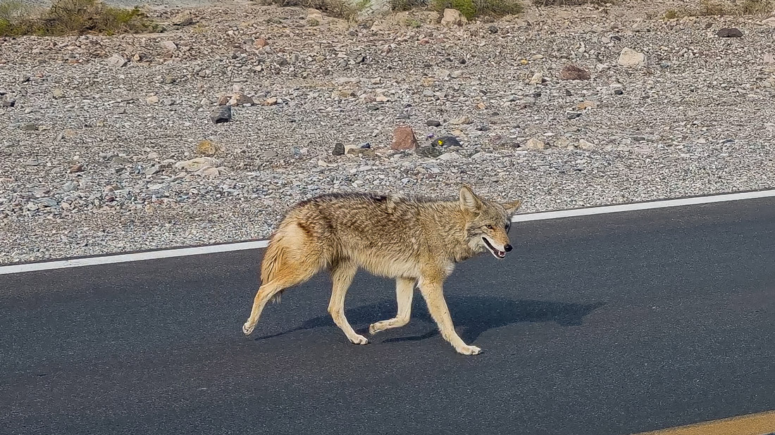 coyote death valley vallée de la mort USA Etats Unis 