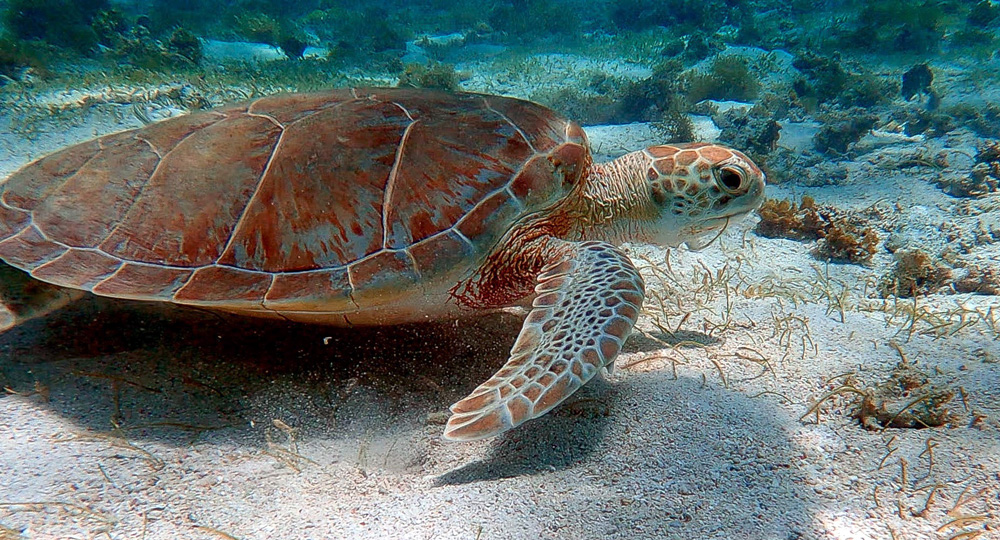 tortues tortue turtle réserve cousteau ilets pigeons malendure bouillante Guadeloupe îles de Guadeloupe la Désirade Marie-Galante les Saintes Terre de Haut voyager en guadeloupe vacances en guadeloupe plus beaux sites de guadeloupe que voir que faire en guadeloupe caraïbes antilles françaises outremer grande terre basse terre itinéraire best of guadeloupe visiter la guadeloupe